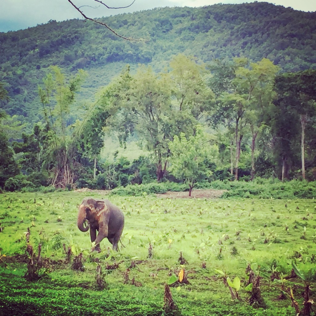 Luang Prabang Travel Blog -Elephant Village