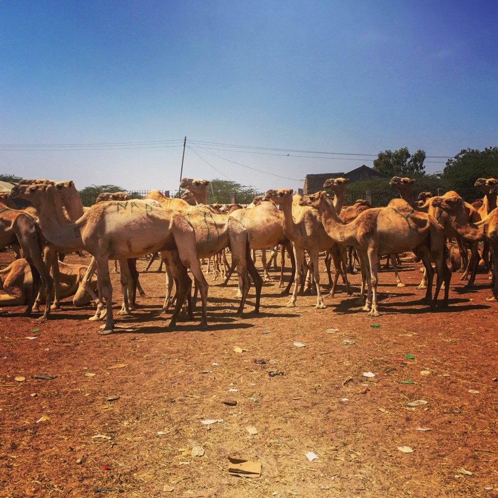Somaliland Travel Blog - Live Stock Market - Goats