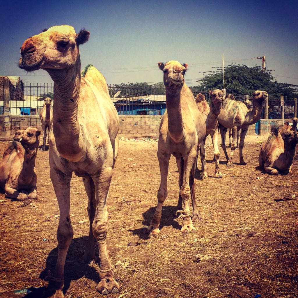 Somaliland Travel Blog - camel market