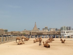 Doha Travel Blog - Qatar - camel market