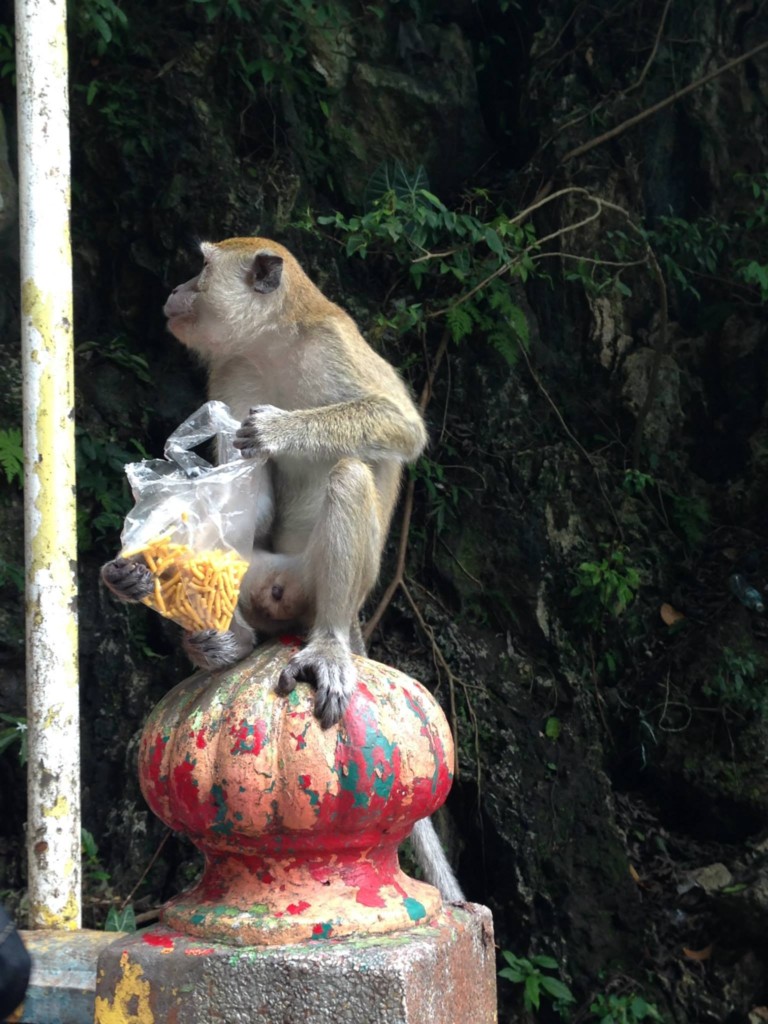 Kuala Lumpur Travel Blog - Malaysia - Monkeys