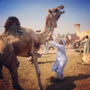 Cairo Travel Blog - Camel Market