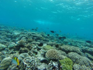 The Maldives Travel Blog - Island Photography - Suba Diving
