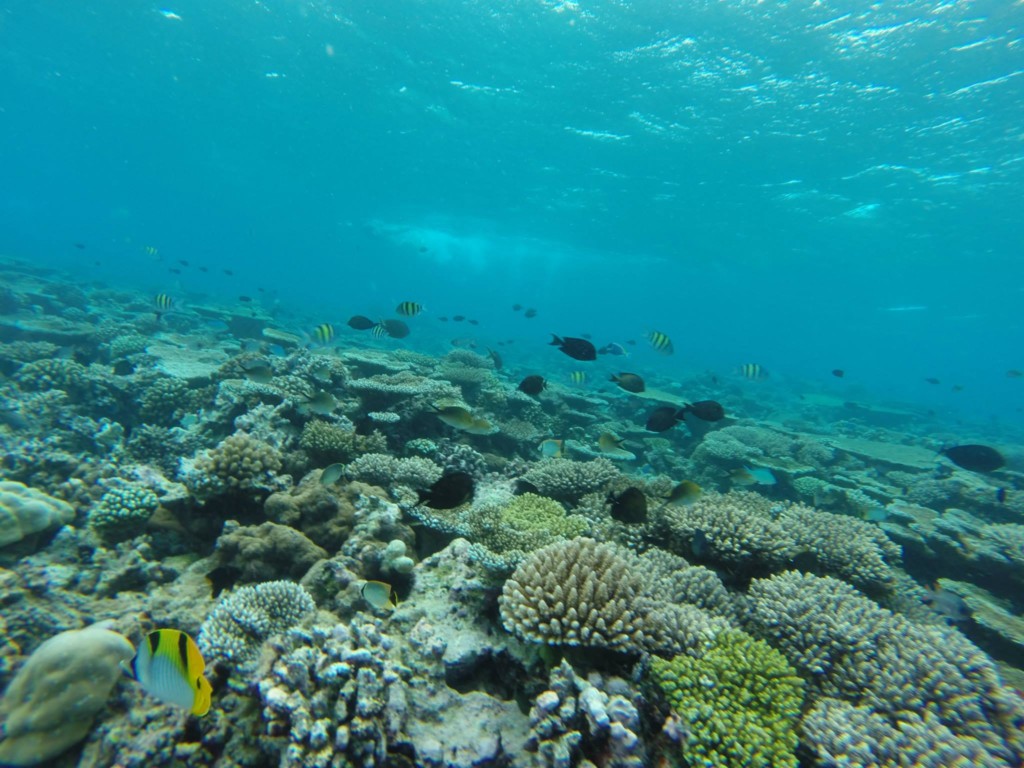 The Maldives Travel Blog - Fish