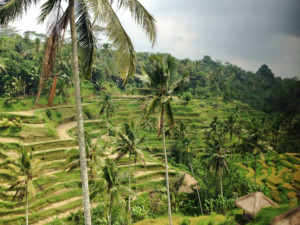 Ubud Travel Blog - Bali Indonesia - Rice Patties