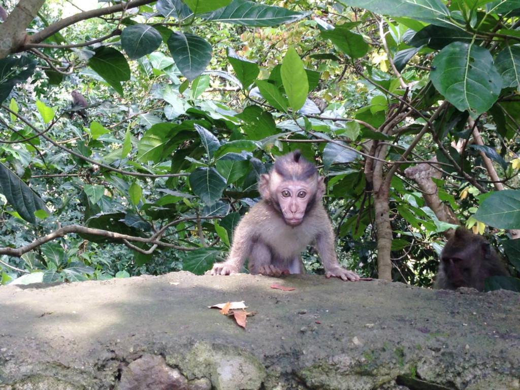 Ubud Travel Blog - Bali Indonesia - Monkey Forest